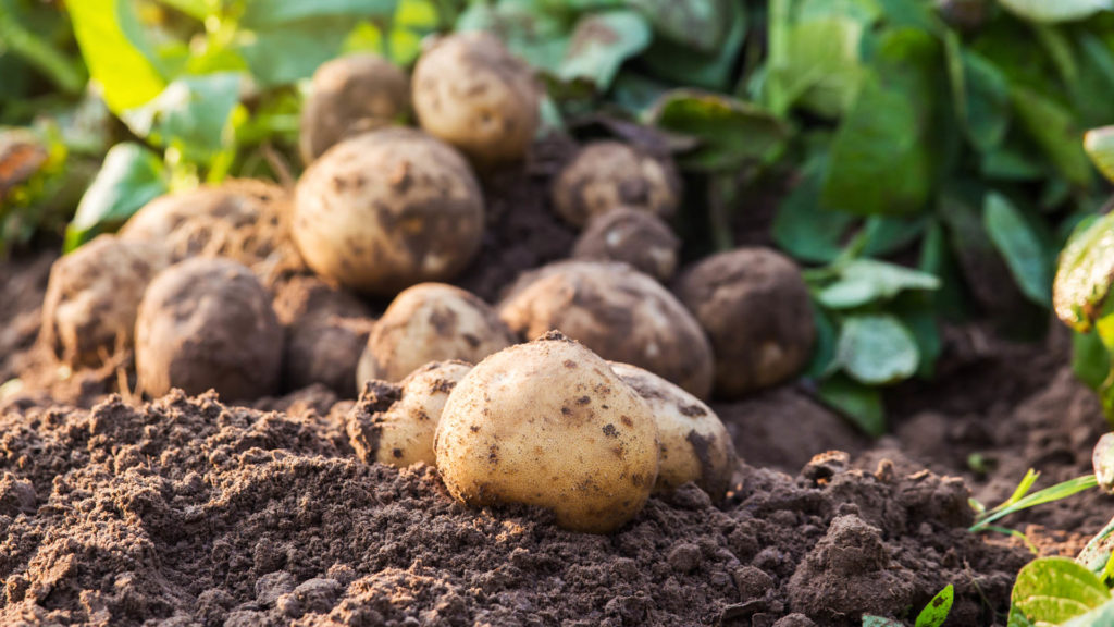 Patate germogliate: si possono mangiare o no?